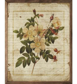 Botanical Print One